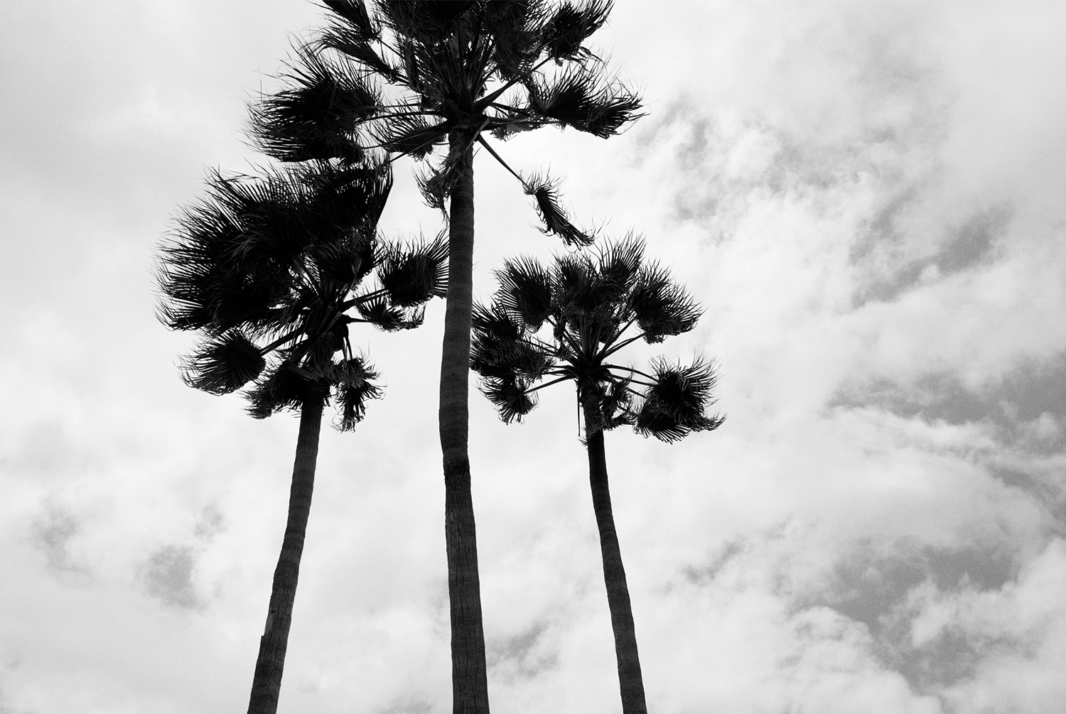 Three palm on venice beach in black and white
